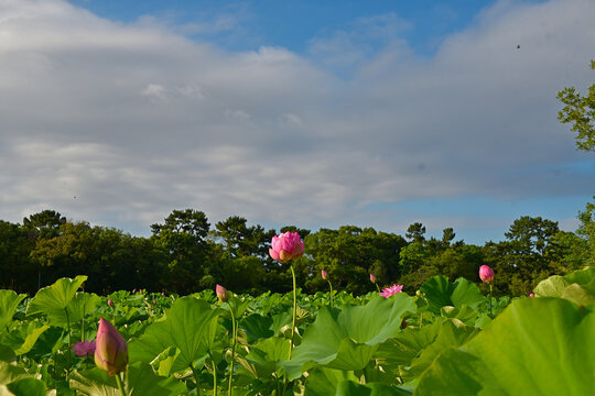 2ｍほどの高さに伸びたハスの花と葉っぱ