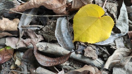 Yellow leaf among brown leaves, showing contrast and natural beauty. Great for blogs, posters, backgrounds, or education. Suitable for designers, creators, and businesses.
