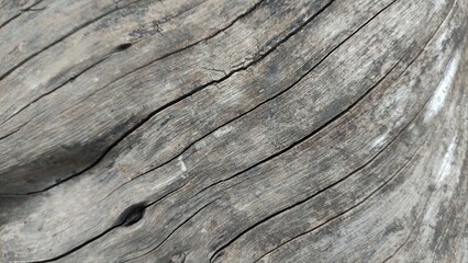 Obraz premium stump of oak tree felled - section of the trunk with annual rings, Chopped tree with wood grain from Eucalyptus tree, Cracked wooden cross section 