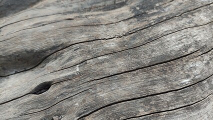 stump of oak tree felled - section of the trunk with annual rings, Chopped tree with wood grain...