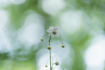 レンゲショウマ