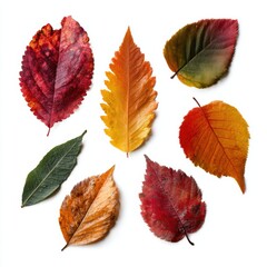 FALL SEASON