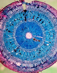 Cross-section of a woody stem