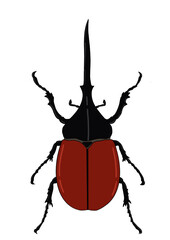 beetle isolated on white