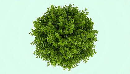 Fototapeta premium Top-down view of a spherical green bush