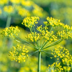 Obraz premium Close-up of yellow flower clusters (1)