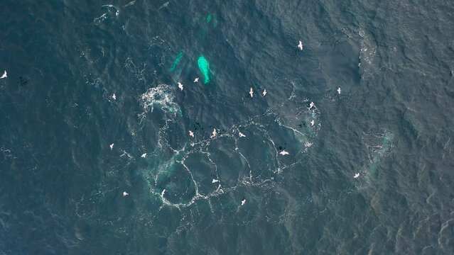 Humpback Whales, Megaptera novaeangliae, Bubble-Net feeding in Donegal Bay, Ireland