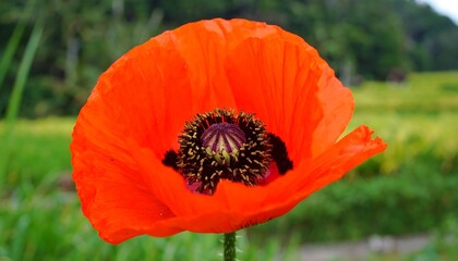 Fototapeta premium Red Poppy Flower Closeup, Rice Paddy Field