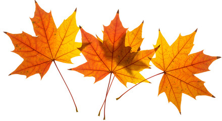 Vibrant Autumn Trio: A High-Key Composition of Striking Maple Leaves on a Clean White Background