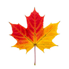 Obraz premium Leaves With Transparent PNG background