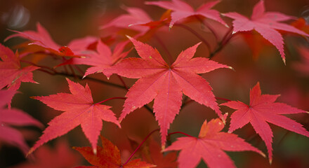 Red roses scattered on dark background romantic love symbol