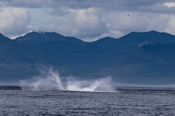 Naklejka premium splashing Humpback whale