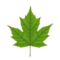 Leaves With Transparent PNG background