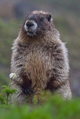 marmot in the mountains