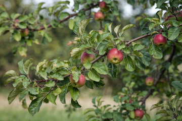 Juicy Red Apples on Branch: A Close-Up View of an Apple Tree