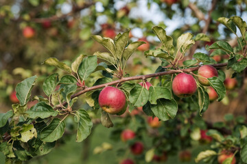 Red Apples on Branch: Orchard Photography - Autumn Harvest Scene