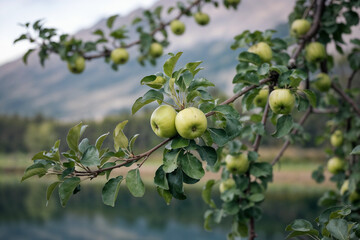 Juicy Green Apples on Branch:  A Serene Autumn Orchard Scene