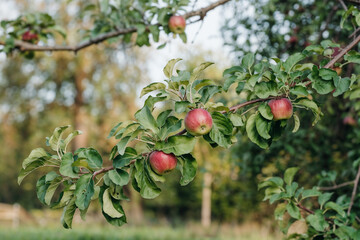 Juicy Red Apples on Branch: Autumn Orchard Harvest Photography