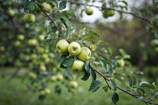 Unripe Green Apples on Branch: Orchard Photography