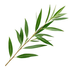 Fototapeta premium Green willow branch isolated on transparent background