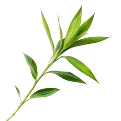 Obraz premium Green plant stem isolated on transparent background