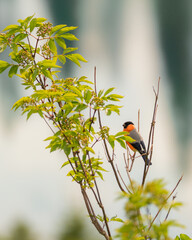 color bird on a branch
