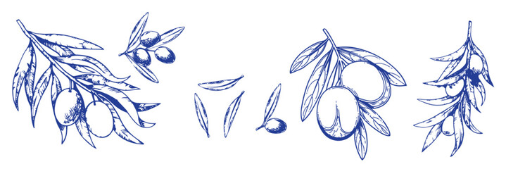Vector set of hair care ingredients. Organic hand drawn elements. Farm market vegetables. Olive branch. Use for cosmetic package, shop, store, products, spa salon, wellnes program, skin.