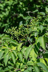 Small green fruits on the Intsia bijuga tree.
