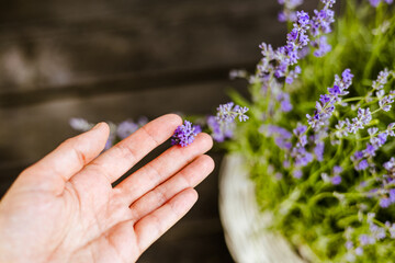 A hand gently holding a small sprig of beautiful purple lavender flowers. Close-up shot of a hand holding a lavender sprig with a lavender plant in the background.