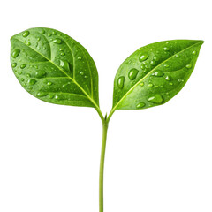 Fototapeta premium Green sprout isolated on transparent background