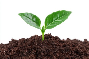 Emerging green sprout breaking through rich soil against a white backdrop symbolizing growth potential and resilience illustrating the essence of new beginnings and environmental renewal