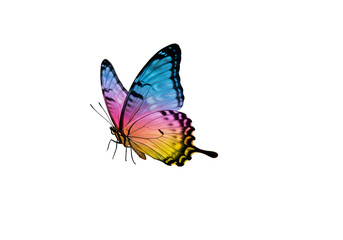 Abstract Colorful Butterfly: Artistic Watercolor Design Element for Branding & Design Projects