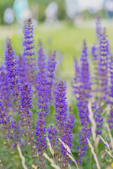 Lavender flowers at sunlight in a soft focus, pastel colors and blur background. Violet lavender field with place for text. Bulgarian lavender in the garden, soft light effect.