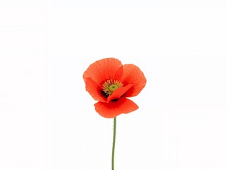 Single Red Bloom Isolated on White, Revealing Delicate Veins and Textural Complexity.