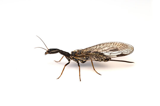 Snakefly (Raphidioptera) Isolated on White Background