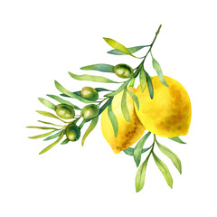 Watercolor composition of lemons and green olive branch isolated on a white background.
