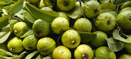 Close up shot of pile of fresh guava fruit.
