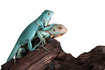 Naklejka premium Blue Iguana closeup on wood, Blue Iguana 