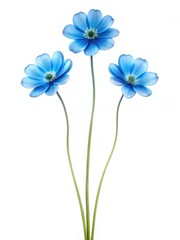 Fototapeta premium three delicate blue flowers with green stems on a white background