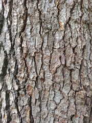 Pine tree bark texture or background