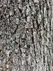Pine tree bark texture or background