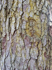 Pine tree bark texture or background