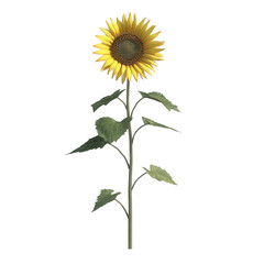 Fototapeta premium Single sunflower isolated on transparent background