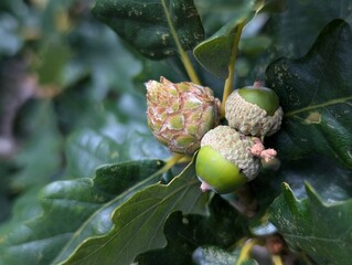 Artichoke Gall on Oak, caused by the wasp Andricus foecundatrix
