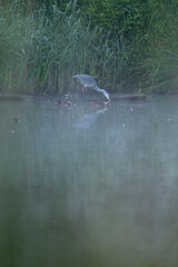 A grey heron standing at the edge of a pond with reeds in the early morning mist.
