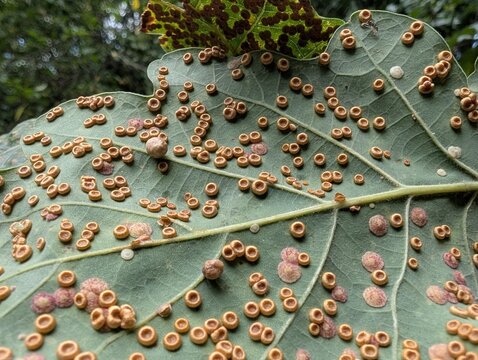 Close up of Spangle Galls (Neuroterus) on an oak leaf, caused by a parasitic wasp