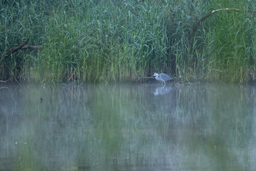A grey heron standing at the edge of a pond with reeds in the early morning mist.
