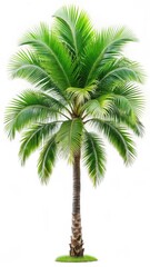 Palm tree with large leaves isolated on white background