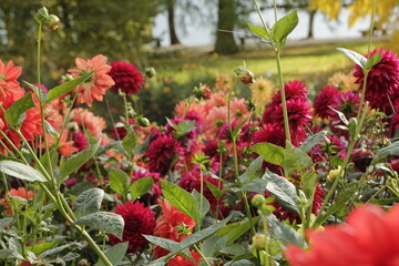 Naklejka premium Colorful garden bed full of red and pink flowers.