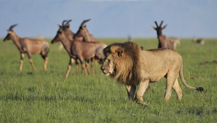 lion walk front of topi antelopes 